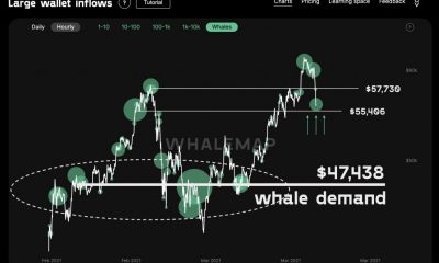 Por que es importante ver ballenas Bitcoin con más frecuencia que tú