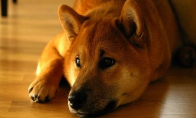 "Dogecoin es un pequeño dedo medio del sistema"