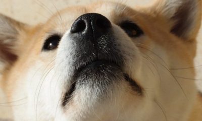 ¿Sobreviviría Dogecoin si alguien intentara atacarlo?