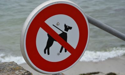 Tres razones por las que Bitstamp pasará a "interactuar" con Dogecoin
