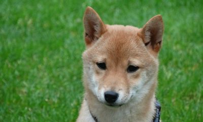 Si Shiba Inu es un 'shitcoin', ¿por qué los intercambios todavía lo enumeran?