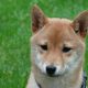 Si Shiba Inu es un 'shitcoin', ¿por qué los intercambios todavía lo enumeran?