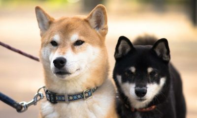 Shiba Inu hace las correcciones del mercado cuando entra en juego el "efecto Coinbase"