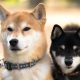 Shiba Inu hace las correcciones del mercado cuando entra en juego el "efecto Coinbase"