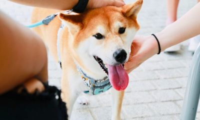 Así es como un cachorro de Shiba Inu ayudó a estas altcoins a captar los ojos