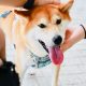 Así es como un cachorro de Shiba Inu ayudó a estas altcoins a captar los ojos