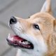 Por que es injusto comparar 'directamente' Shiba Inu y Dogecoin