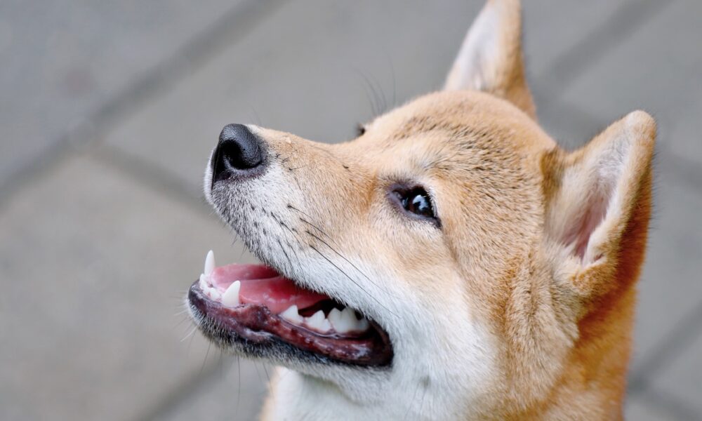Por que es injusto comparar 'directamente' Shiba Inu y Dogecoin