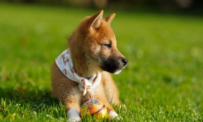 ¿Puede el 'nuevo respeto' por Shiba Inu ayudarlo a cruzar $ 1?