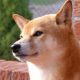 Shiba Inu continúa aumentando en popularidad, último listado en el intercambio indio ZebPay