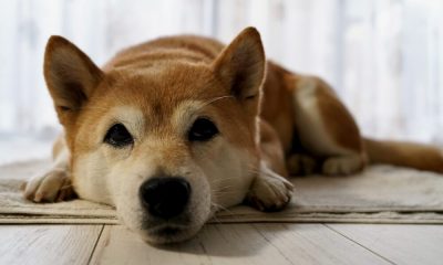 A pesar de las críticas, Shiba Inu puede tener un 'punto' que hacer.