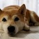 A pesar de las críticas, Shiba Inu puede tener un 'punto' que hacer.