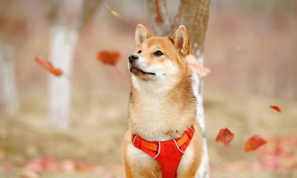 ¿De qué se trata el 'bombo' - Shiba Inu vs.Dogecoin continúa