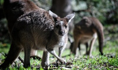 Como Australia ve lanzamientos de ETF récord, estos directores ejecutivos recomiendan un enfoque cauteloso