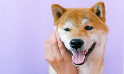 Por que Robinhood, Blockchain.com 'no pueden simplemente salir y listar a Shiba Inu mañana'