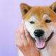 Por que Robinhood, Blockchain.com 'no pueden simplemente salir y listar a Shiba Inu mañana'