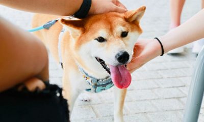 'La estafa más grande en cripto': el drama de Twitter estalla entre Shiba Inu, la aplicación médica, Ask the Doctor