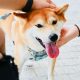 'La estafa más grande en cripto': el drama de Twitter estalla entre Shiba Inu, la aplicación médica, Ask the Doctor