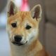 Shiba Inu lanza la primera fase de Doggy DAO para dar 'poder inmediato a la comunidad'