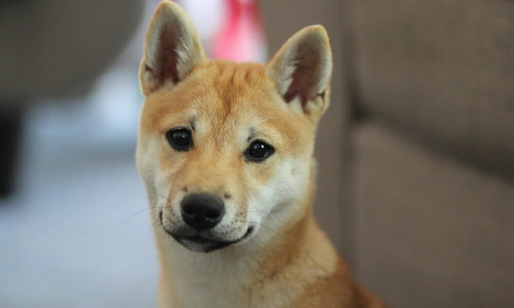 Shiba Inu lanza la primera fase de Doggy DAO para dar 'poder inmediato a la comunidad'