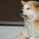 DOGE y Shiba Inu: identificando por qué más empresas están aceptando 'monedas para perros'