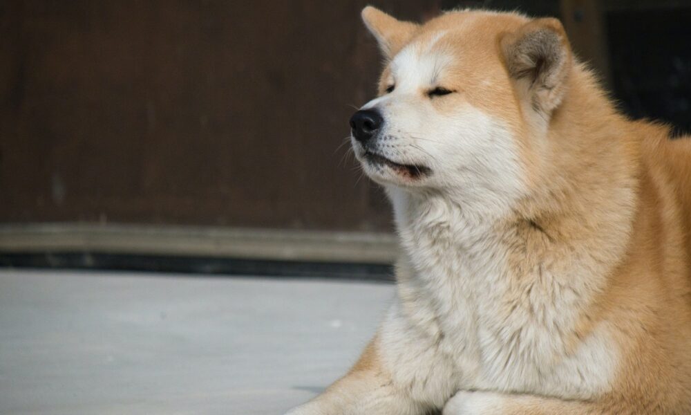 DOGE y Shiba Inu: identificando por qué más empresas están aceptando 'monedas para perros'