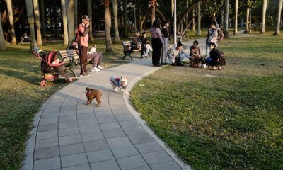 ¿Será la última incursión de Shiba Inu en el metaverso su ladrido más fuerte hasta ahora?