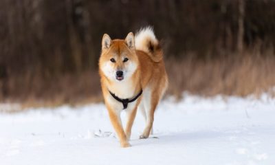 Shiba Inu: ¿Qué significa para los inversores la nueva cotización en Foxbit de Brasil?