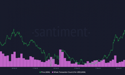 Usuarios de Cardano ADA-pt a caídas de precios con ballenas que poseen el 46,6% del suministro