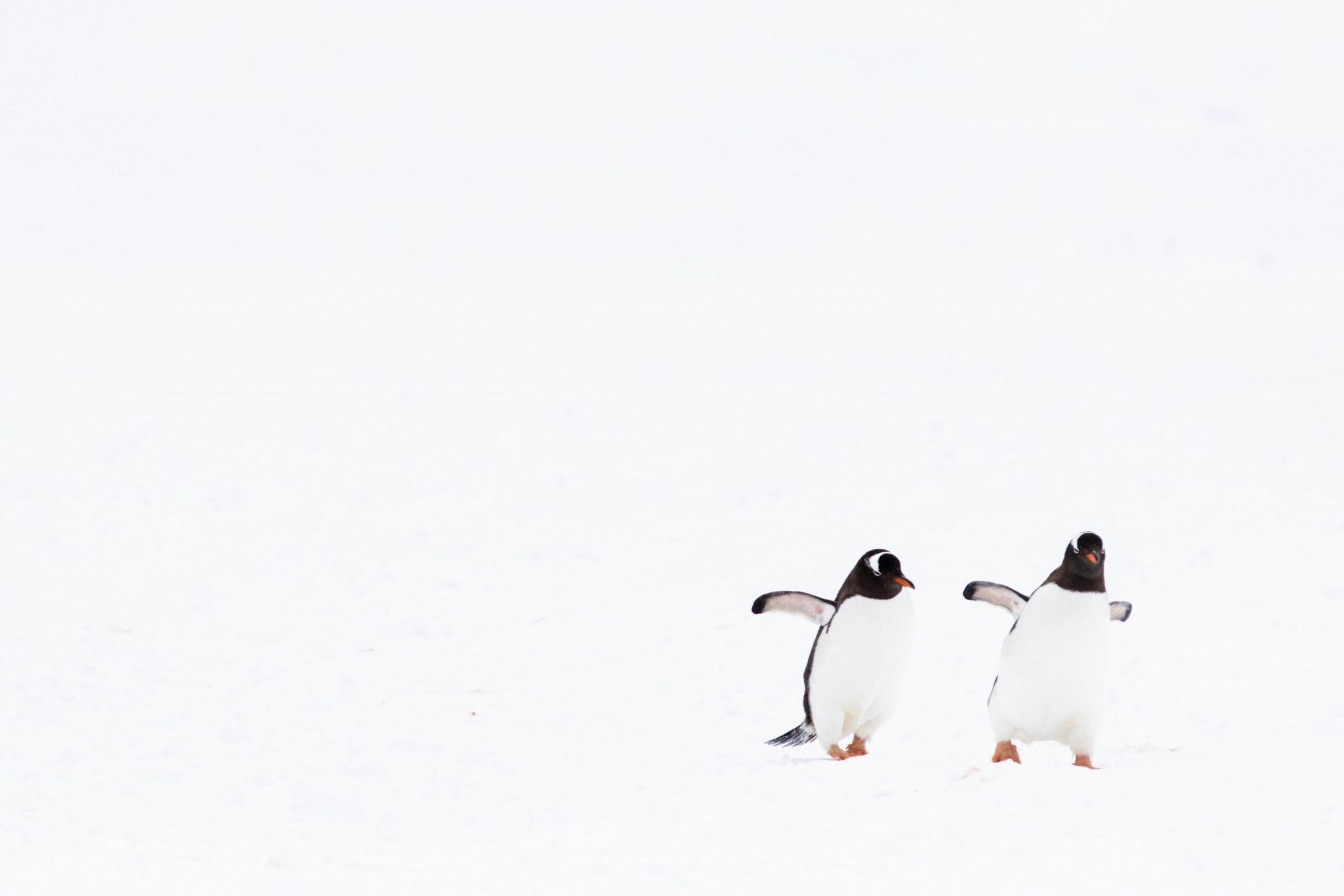 Luca Netz adquiere la colección NFT de Pudgy Penguins por 2,5 millones de dólares