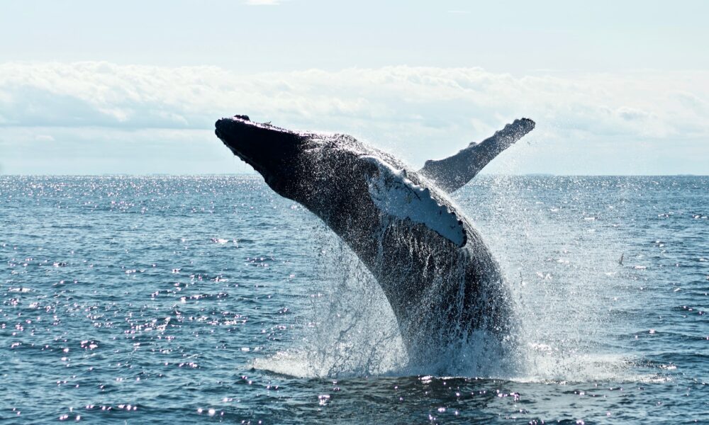 Decodificación de Fantom [FTM] último truco de ballenas para inversores