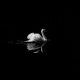 Bitcoin: decodificación si se debe otro evento de cisne negro