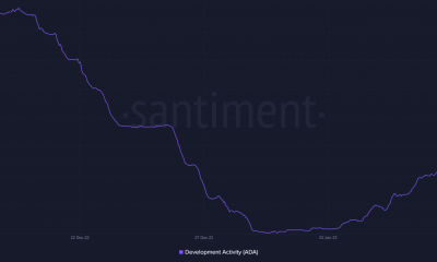 Actividad de desarrollo de Cardano
