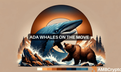 Las ballenas Cardano acumulan 13.000 millones de dólares ADA diarios en medio de una caída del 30%: ¿se avecina un repunte alcista?
