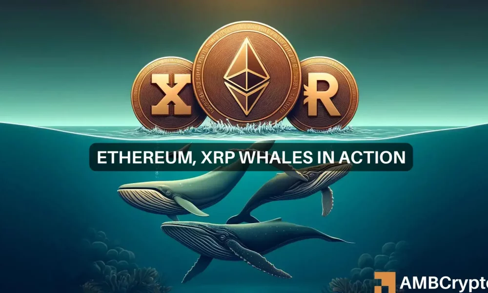 A medida que Ethereum y XRP colapsan, las ballenas comienzan a comprar: ¿Señal de una corrida alcista?