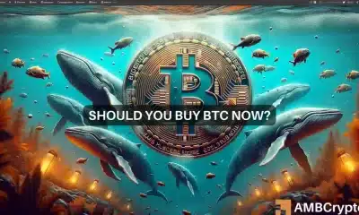 El frenesí de compras de las ballenas Bitcoin: lo que significa para usted y sus tenencias