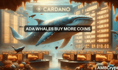 ¿Pueden las ballenas Cardano ayudar a superar la caída del valor del 7% de la ADA?