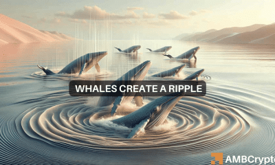 Las ballenas XRP adquieren más de 300 millones de tokens a medida que las altcoins se unen al rally: ¿qué saben ellos?