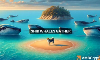 Shiba Inu: Lo que nos dice el creciente interés por las ballenas sobre el futuro de SHIB