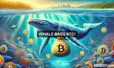 La ballena de Bitcoin obtiene BTC por valor de 31 millones de dólares: ¿han vuelto los alcistas?