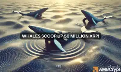 Las ballenas de XRP recogen 50 millones de tokens en medio de la caída de precios: ¿se avecina una corrida alcista?