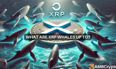 La ballena XRP obtiene 52 millones de tokens, ya que ESTO indica una posible ventaja