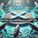 La ballena XRP obtiene 52 millones de tokens, ya que ESTO indica una posible ventaja