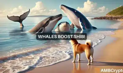 ¿Shiba Inu está listo para una fuga? La actividad de las ballenas sugiere grandes avances por delante