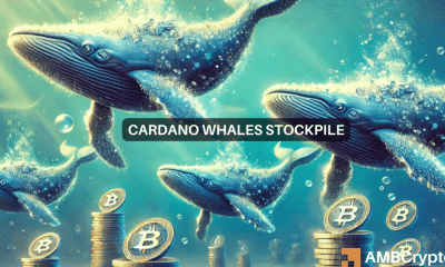 Cardano gana a medida que aumentan las transacciones de ballenas: una mirada al futuro de ADA