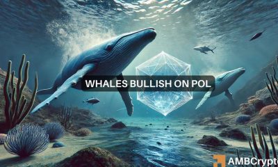 ¿Está infravalorado el POL? La actividad de las ballenas sugiere un posible beneficio