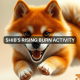 Shiba Inu: ¿SHIB es una apuesta segura en diciembre? Evaluando…