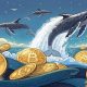 Bitcoin: las ballenas acumulan 22k BTC de la caída, ¿más probable Rally?