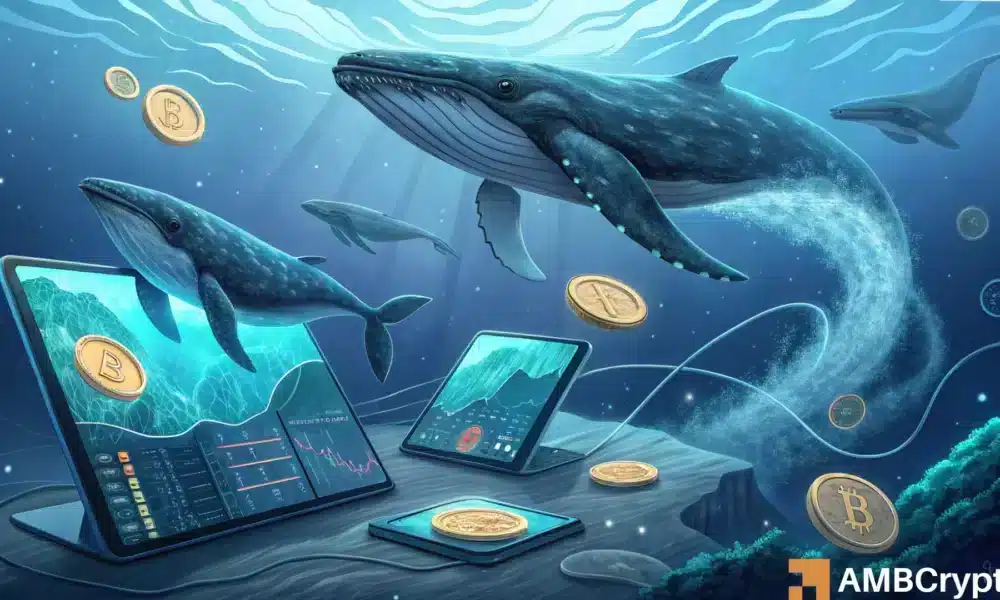 Las ballenas comprar Bitcoin: ¿Podría ser una trampa para otros inversores?