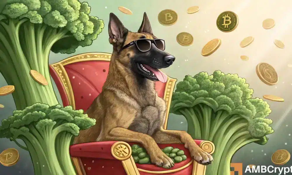 Broccoli Crypto Mania - ¡Así es como el perro de CZ se convirtió en una estrella!